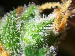 Foto einer Cannabisblüte von Nahem