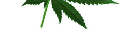 Growroom Webcam growbox unten Growroom Webcam
