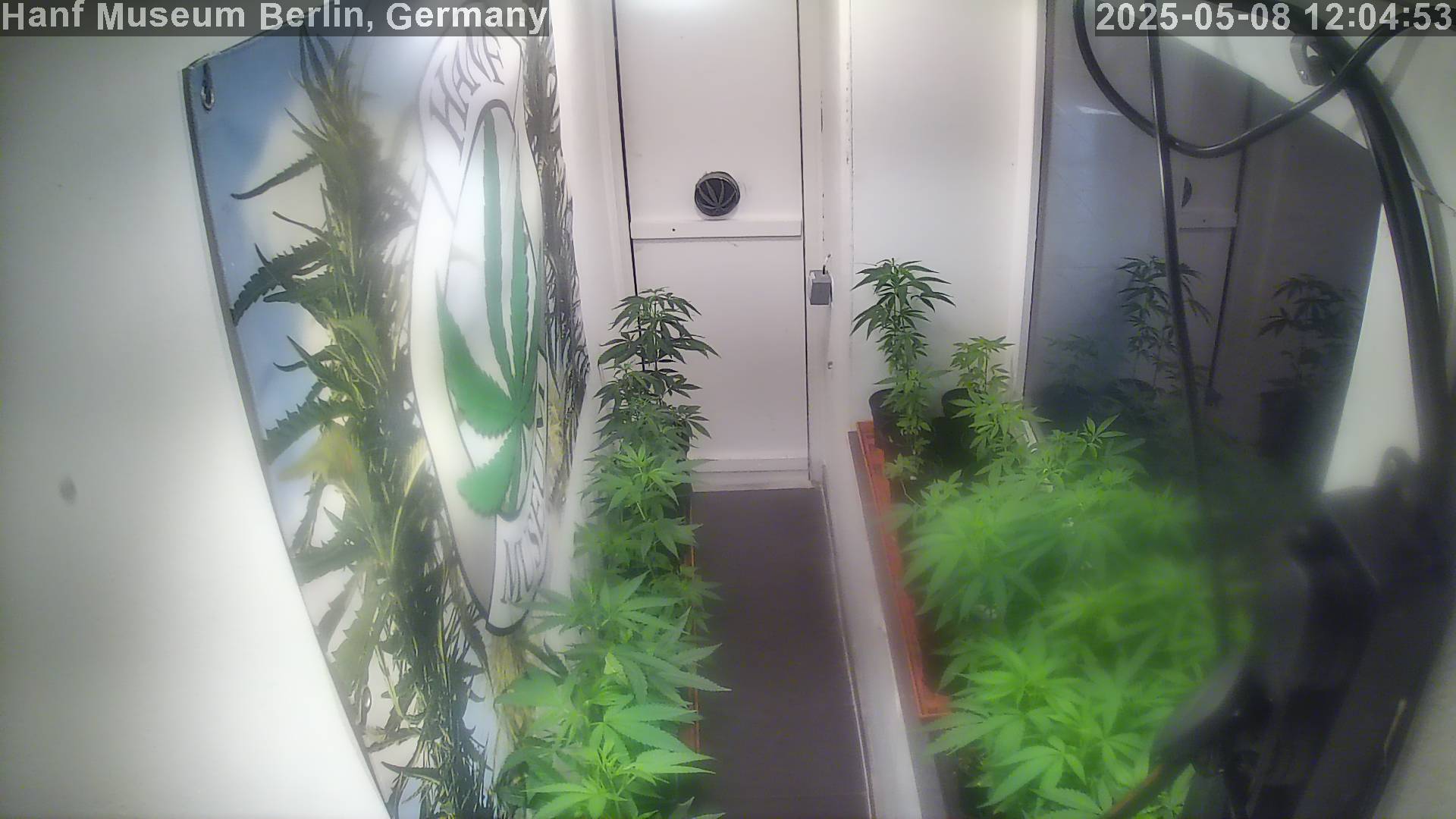 Live Foto der Hanf Museum Berlin Cannabis Growroom Webcam