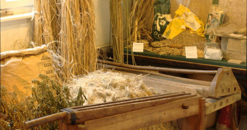 Hanf Brechen für Fasern / Breaking the hemp for fibres