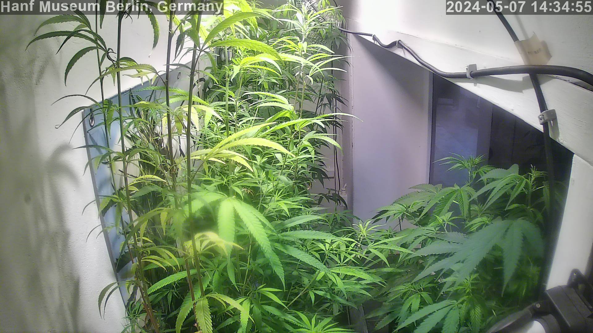 Live Foto der Hanf Museum Berlin Cannabis Growroom Webcam